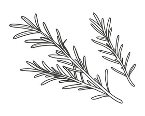 Hand-drawn rosemary leaves sketch illustration. Perfect for botanical designs, packaging, prints, and digital projects.