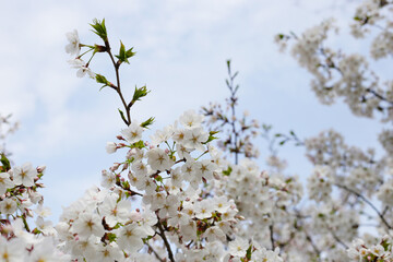 Branches of sakura flowers, cherry blossom
