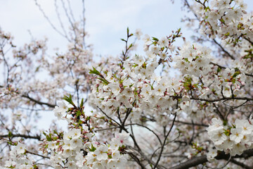 Branches of sakura flowers, cherry blossom
