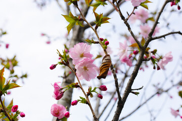 Branches of sakura flowers, cherry blossom