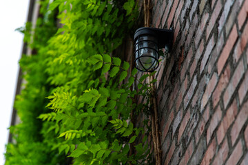ivy leaves and wall lamp on the wall of brick building