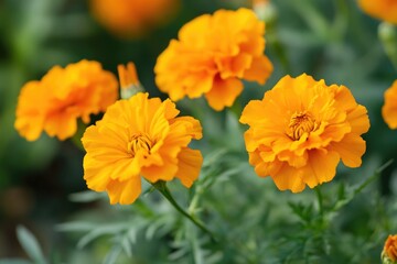 Fototapeta premium A close-up shot of bright yellow flowers