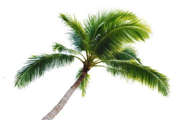 Obraz premium Tropical palm tree, cut out 