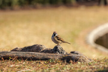 With feathers fluffed, a small sparrow is perched on tree root near next to a pond, keeping warm in the bright sun as it strikes a side bust pose for a serene wildlife setting.