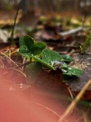 Small plant on earthy surface
