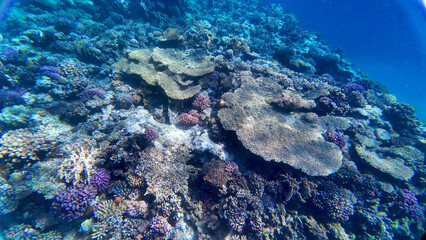 coral reef underwater in red sea, hurgada egypt africa	