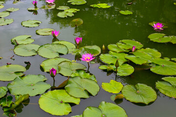 Beautiful water lily. Lotus flower with green leaves