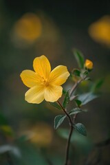 Fototapeta premium A small yellow flower sits atop a bed of green leaves