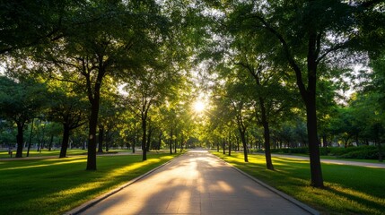 Fototapeta premium Urban city park with soft dappled morning light filtering through trees.