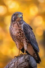 A bird of prey sits atop a tree branch, ready to take flight