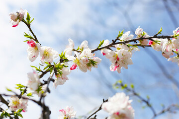 Japanese genpei peach flower in the park
