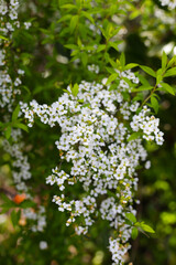 White flowers of Thunberg spirea in Japan park