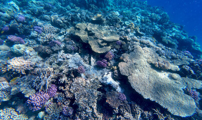coral reef underwater in red sea, hurgada egypt africa	