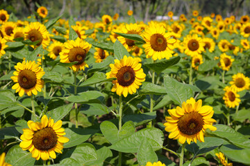 Obraz premium Blooming sunflower fields. Beautiful yellow flower