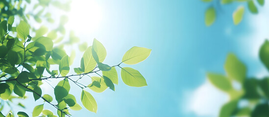 Obraz premium Spring landscape with soft lighting showcasing green leaves and blue sky