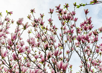 Magnolia soulangeana, also known as the Saucer Magnolia or Chinese Magnolia, is a striking variety,...