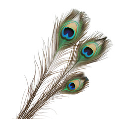 Obraz premium Blue Peacock Feathers Closeup on transparent background.