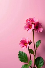 Obraz premium Pink Kalanchoe blooms against a pastel-colored background, spring, flowers, kalanchoe