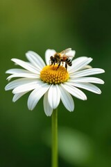Obraz premium White echinacea flower with a small bee collecting pollen, collect, flower, pollination