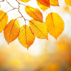 Fototapeta premium Autumn leaves bathed in dappled sunlight, rich golden and amber hues, warm and inviting fall background.