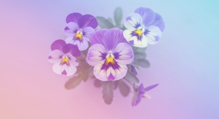 Obraz premium Vibrant purple and white pansy flowers arranged beautifully against a soft pastel background
