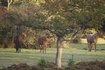 Brown wild horses eating grass in their natural habitat