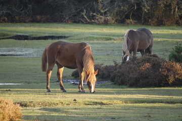 Brown wild horses eating grass in their natural habitat