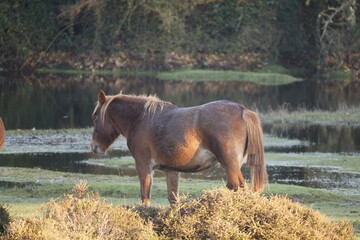A brown wild horse stands in the wild by the water