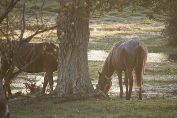 Two wild horses by the tree and water in the evening