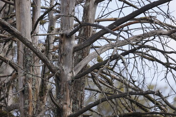 Several trees with branches without leaves in the tree part