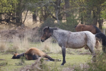 Several wild horses resting on the grass