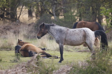 Several wild horses resting on the grass