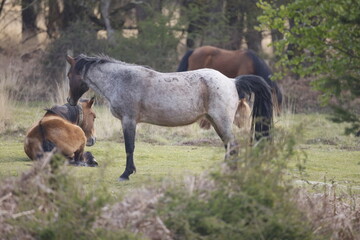 Several wild horses resting on the grass