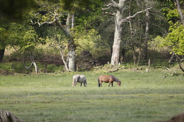 Two wild horses in a grassy area near the forest