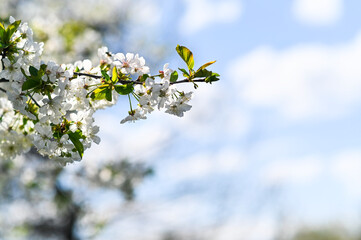 spring background of white flowers. mock up