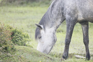 Black and white wild horse eats grass