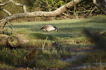 A wild goose near a branch and a bird on the grass