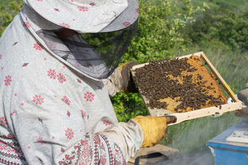 A beekeeper in a protective suit inspects a honeycomb frame from the hive, checking the bees and...