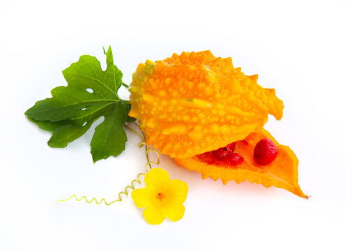 Ripe Open Bitter Melon with Flower and Leaf