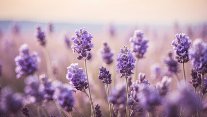 1. "Lavender Field at Sunset: Soft-Focused Blooming Violet Flowers, Harvest, and Aromatherapy"