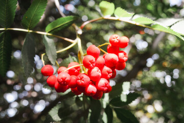 庭木のナナカマド