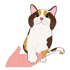 Cute calico cat drawing illustration, cat hands.