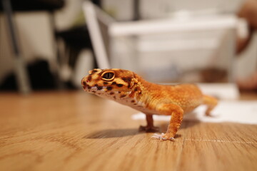 部屋を散歩中のレオパ