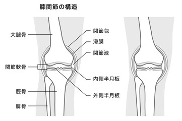 膝関節の構造の解説　モノトーンイラスト