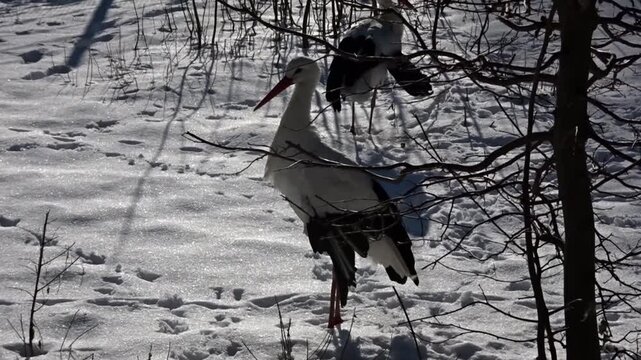 big black and black bird in the snow Hasenheide Tier park Berlin 2022025 Germany HD 5 sec 25 fr per sec.mp4