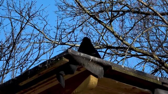 Black pigeon Hasenheide Tier park Berlin 2022025 Germany HD 5 sec 25 fr per sec.mp4