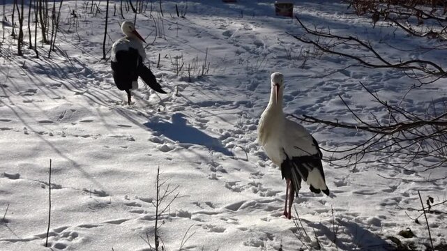 2 birdsHasenheide Tier park Berlin 2022025 Germany HD 10 sec 25 fr per sec.mp4