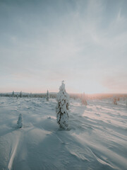 Lapland in the snow, landscapes of pristine snow topped trees and magical golden light in the artic circle. High res photography 