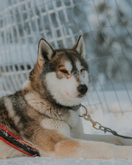 Lapland in the snow, landscapes of pristine snow topped trees and magical golden light in the artic circle. High res photography 