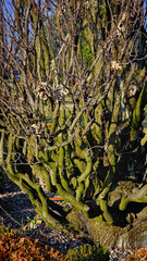 Obraz premium Nature in a Park in Timisoara in February